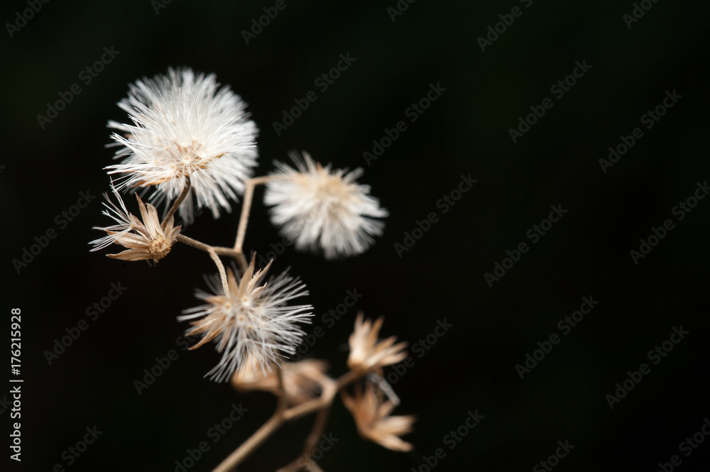 Dandelion on black background Dandelion on black background