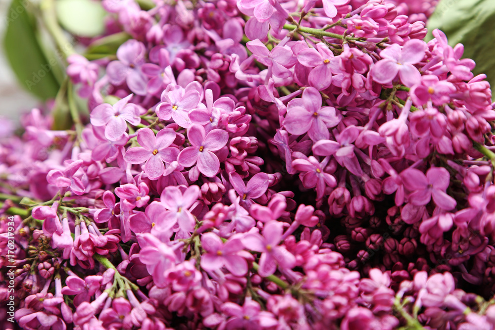 Purple lilac flowers background