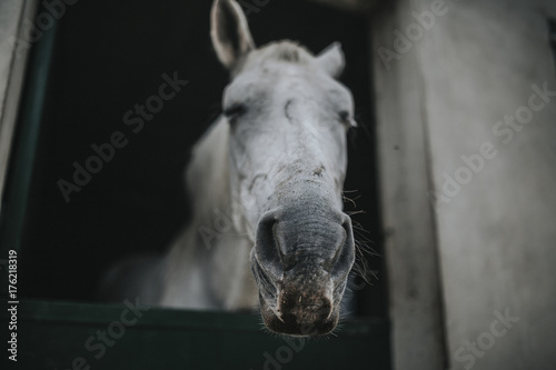 Funny portrait of white horse showing the head through the stable door
