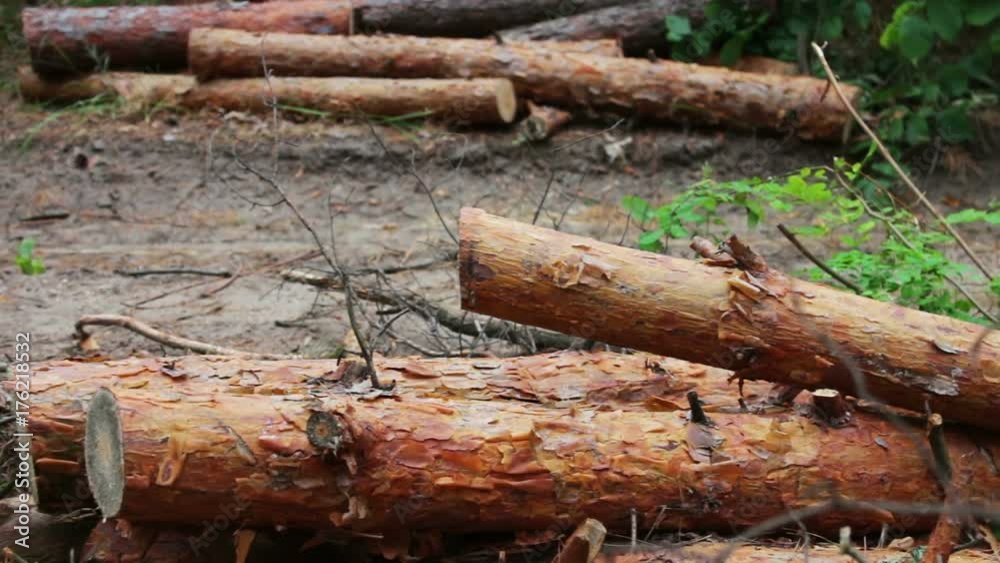 Huge logs from felled trees lie in forest on ground.Folded trees on the ground.Stump from newly felled tree. The problem of deforestation. Huge logs from felled trees lie in forest on ground.Folded trees on the ground.Stump from newly felled tree. The problem of deforestation.