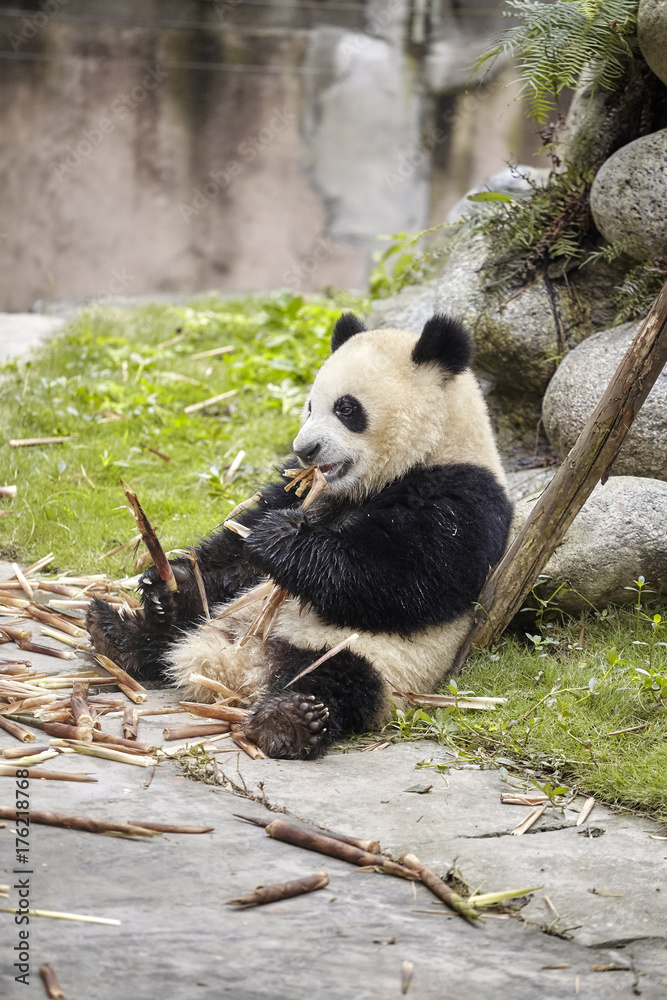 Obraz premium Giant panda eats bamboo, Chengdu, China