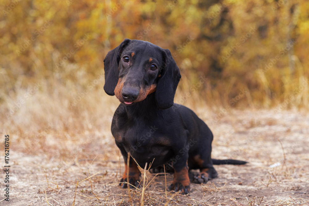 surprised portrait of a dog (puppy) breed dachshund black tan,  in the green forest in the autumn park