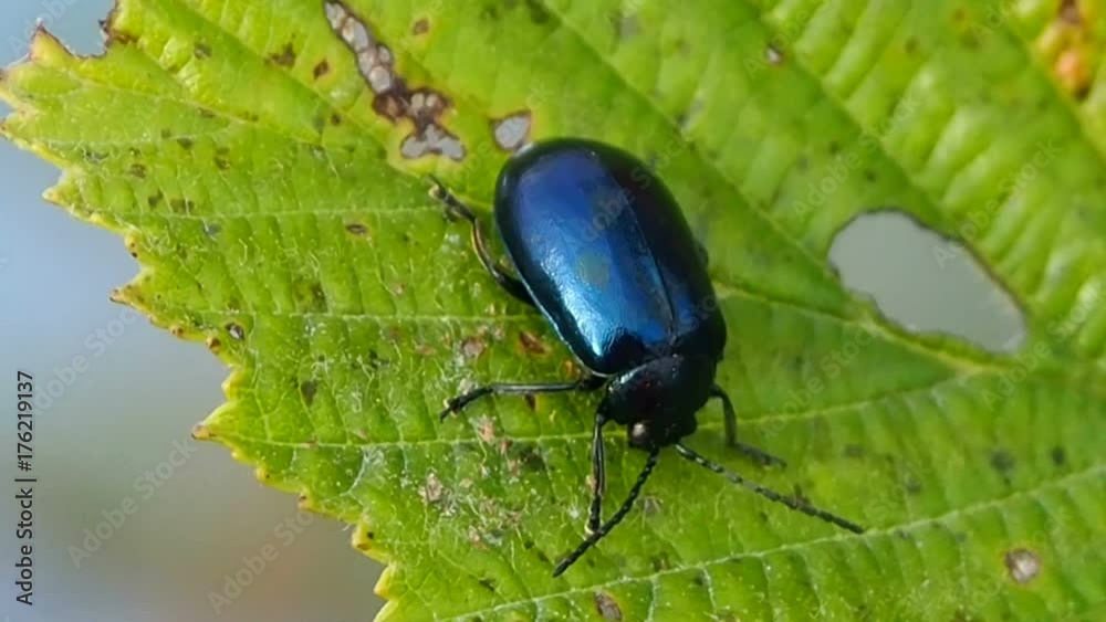 Beetle a pest of plants in the gardens. The alder leaf beetle or a bat alder - insect of alder in all stages of development. The beetle is shiny blue or purple. Beetle a pest of plants in the gardens. The alder leaf beetle or a bat alder - insect of alder in all stages of development. The beetle is shiny blue or purple.