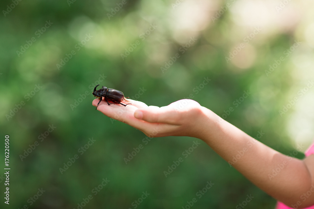 Rhinoceros beetle crawling on the fingers of the human hand.