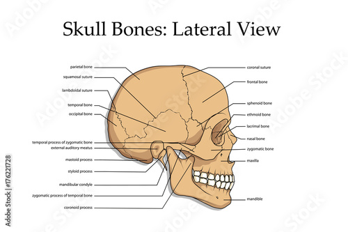 medical skull bone poster