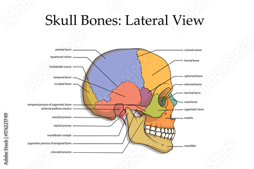 medical skull bone poster