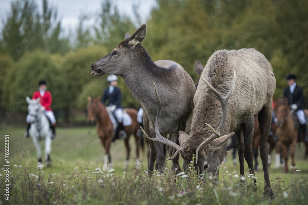 Horseback riding. Two deer. Hunting for deer. Horseback riding. Two deer. Hunting for deer.