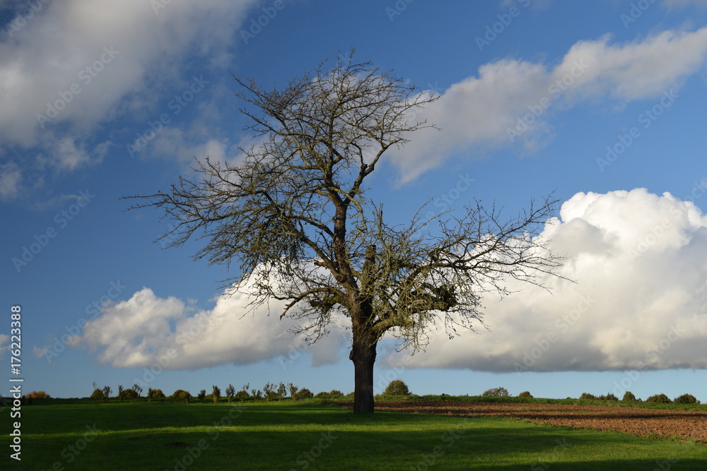 Obraz premium Herbstbaum