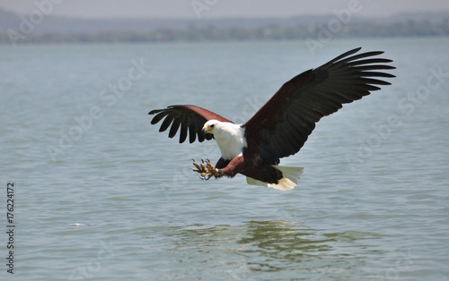Fish eagle flying in to catch a fish