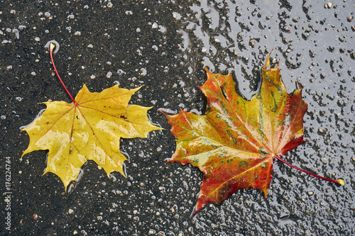 Fallen maple leaves lying on wet asphalt 