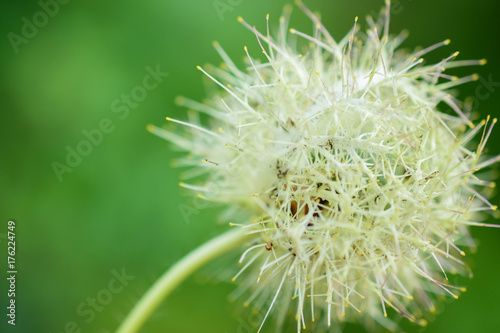 Fototapeta Naklejka Na Ścianę i Meble -  dandilion botanical close up on background.