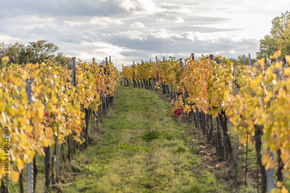 colorful autumn vineyards landscape 