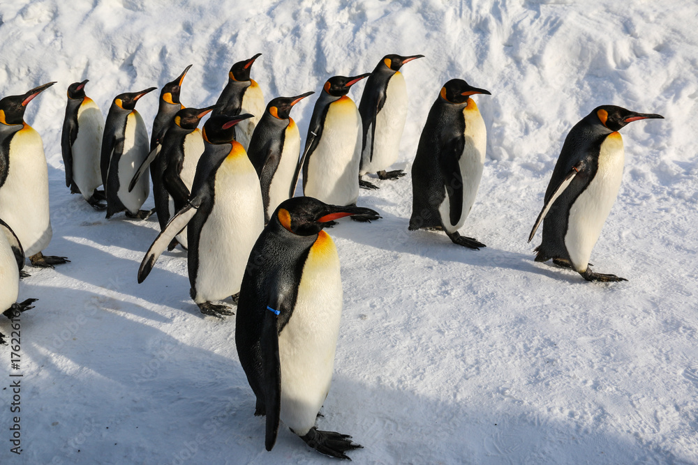 Fototapeta premium King penguins walking on snow in Hokkaido ,Japan.