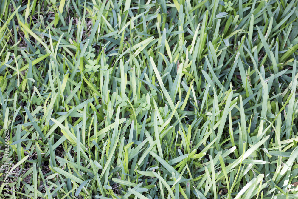 Prato verde Prato verde