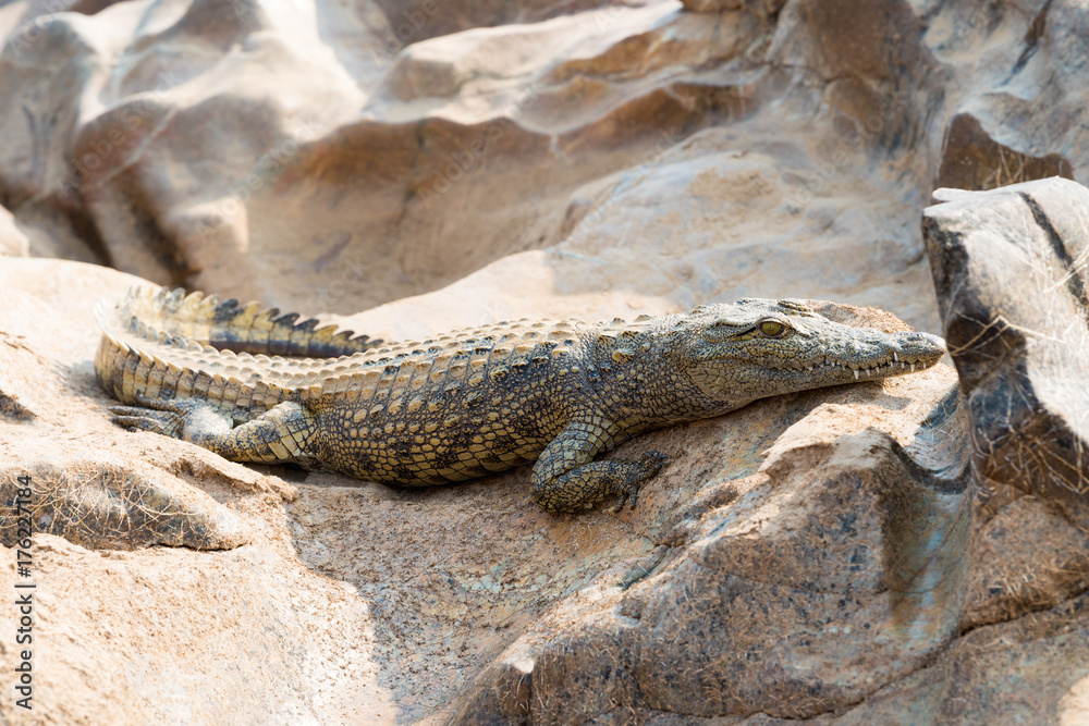 Fototapeta premium Krokodil am Fluss Kunene, Epupa, Namibia