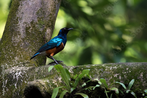 Photos Superb starling bird