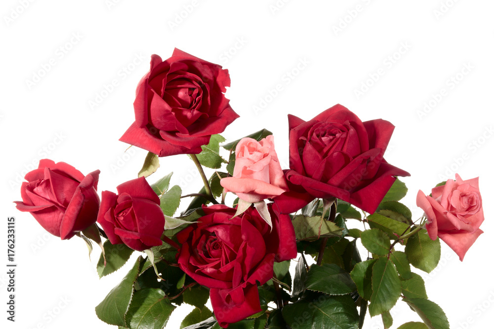 Fototapeta premium Bouquet of roses isolated on a white background