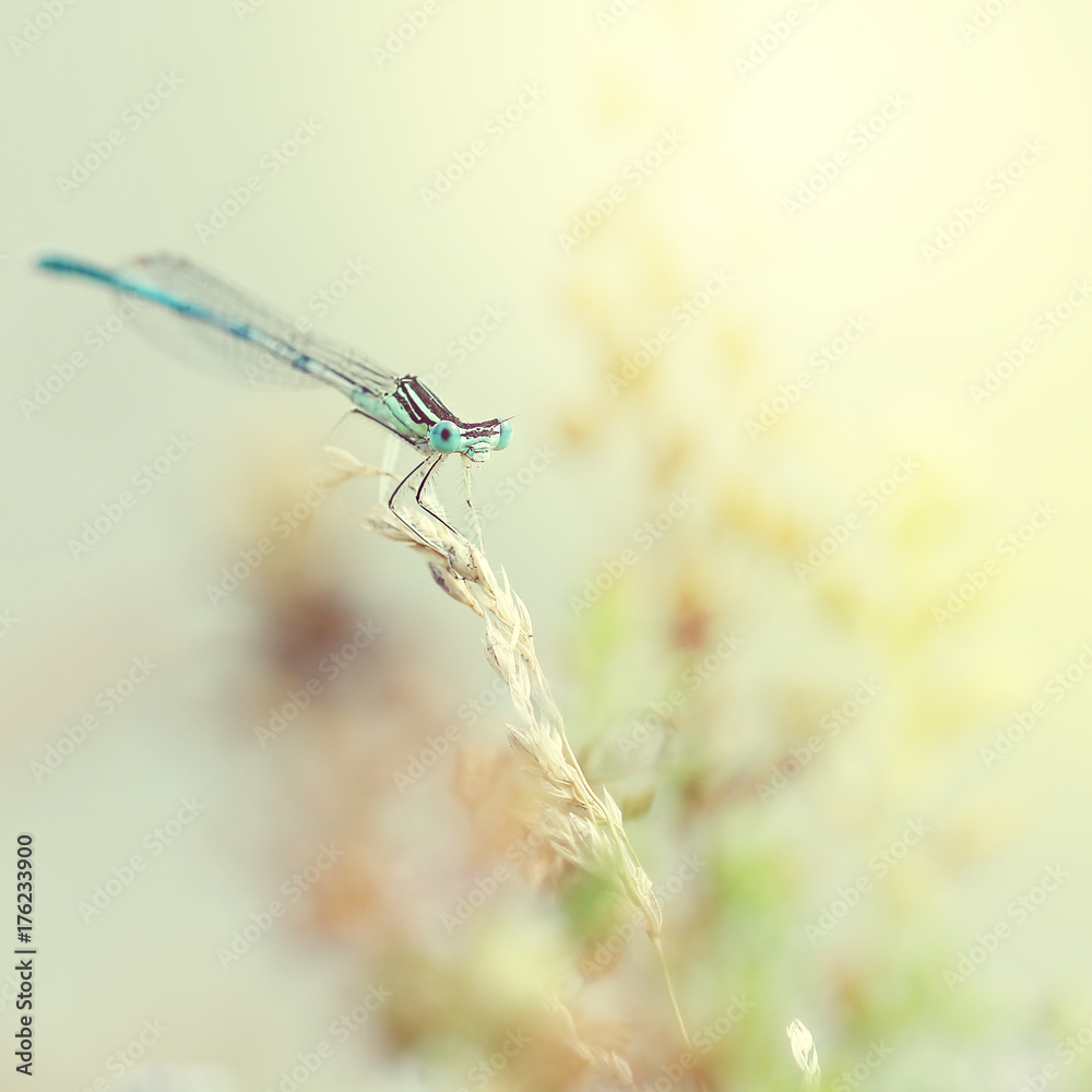 blue dragonfly sitting in a field at sunrise blue dragonfly sitting in a field at sunrise