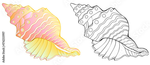 Colorful and black and white pattern of sea shell, vector cartoon image.