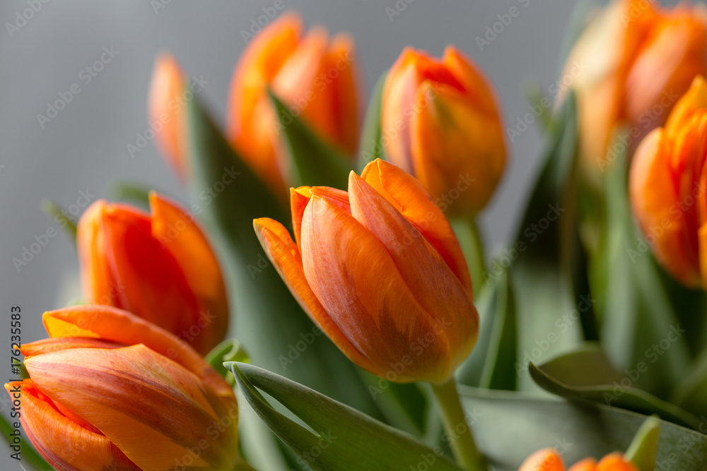 Beautiful orange and yellow tulips on gray wall. Flower background. Warm colors. copy space Beautiful orange and yellow tulips on gray wall. Flower background. Warm colors. copy space