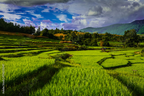 Rice terrace and Rice field