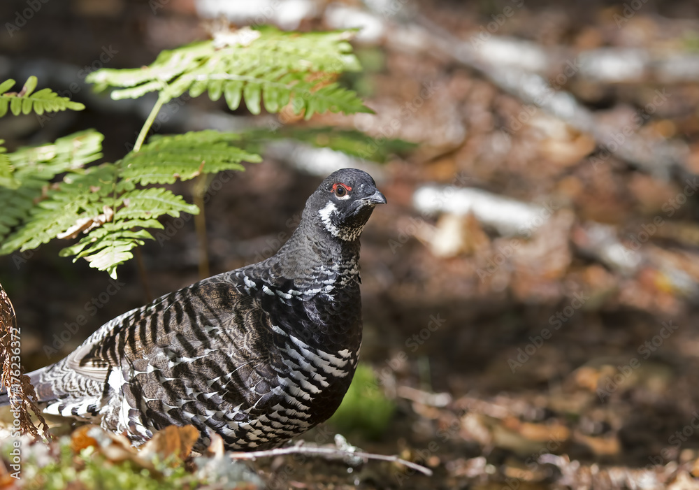 Spruce grouse male (Falcipennis canadensis) posing in moss in Algonquin Park, Canada Spruce grouse male (Falcipennis canadensis) posing in moss in Algonquin Park, Canada