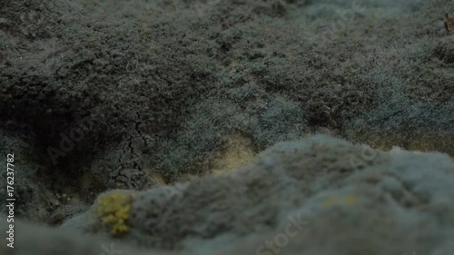 Closeup of mold on food, Dolly shot
 photo