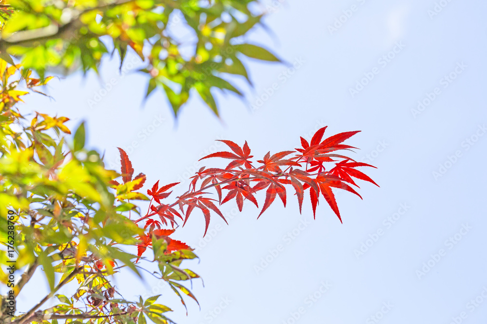 色付きはじめた楓 色付きはじめた楓