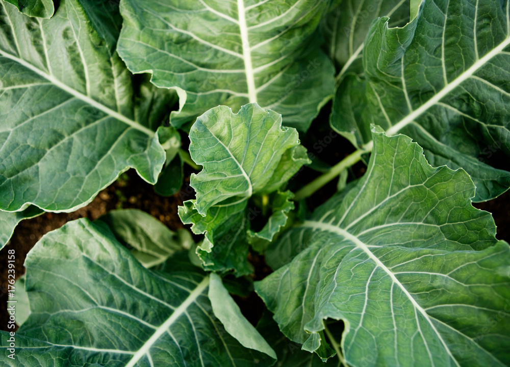 A cropped cabbage growing in the soil A cropped cabbage growing in the soil