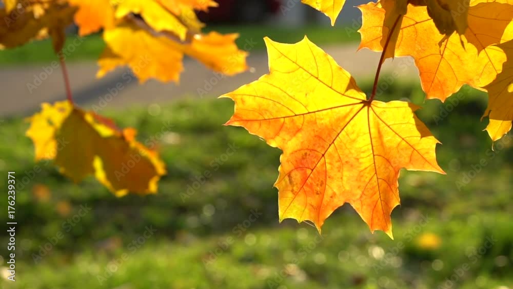 Yellow maple leaves illuminated be the sun in the city Yellow maple leaves illuminated be the sun in the city