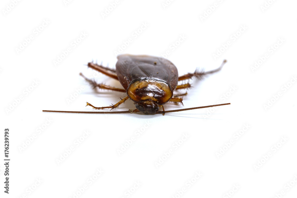 cockroaches on white background cockroaches on white background