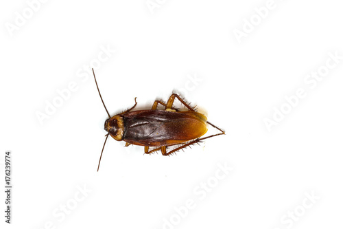 cockroaches on white background