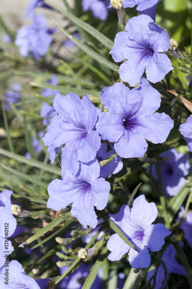 ヤナギバルイラソウ Stock Photo Adobe Stock