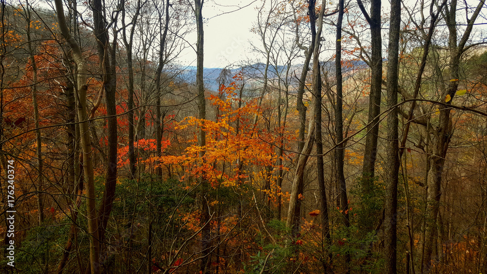 Hiking trail thru the woods in Tennessee's Great Smoky Mountains