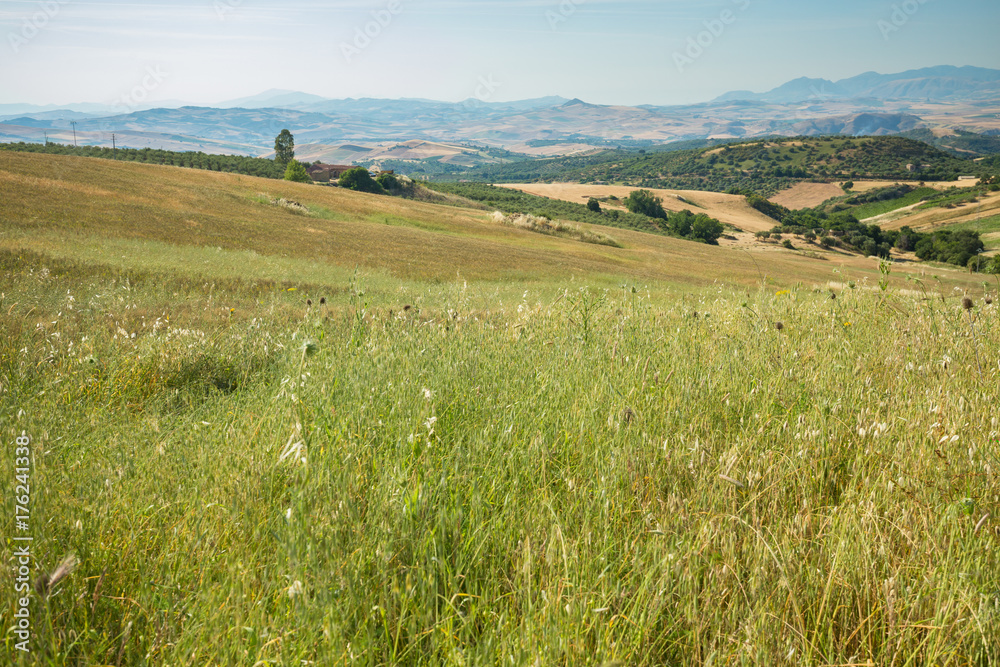Wheat field in Sicily. Panoramic view of crop fields and mountains