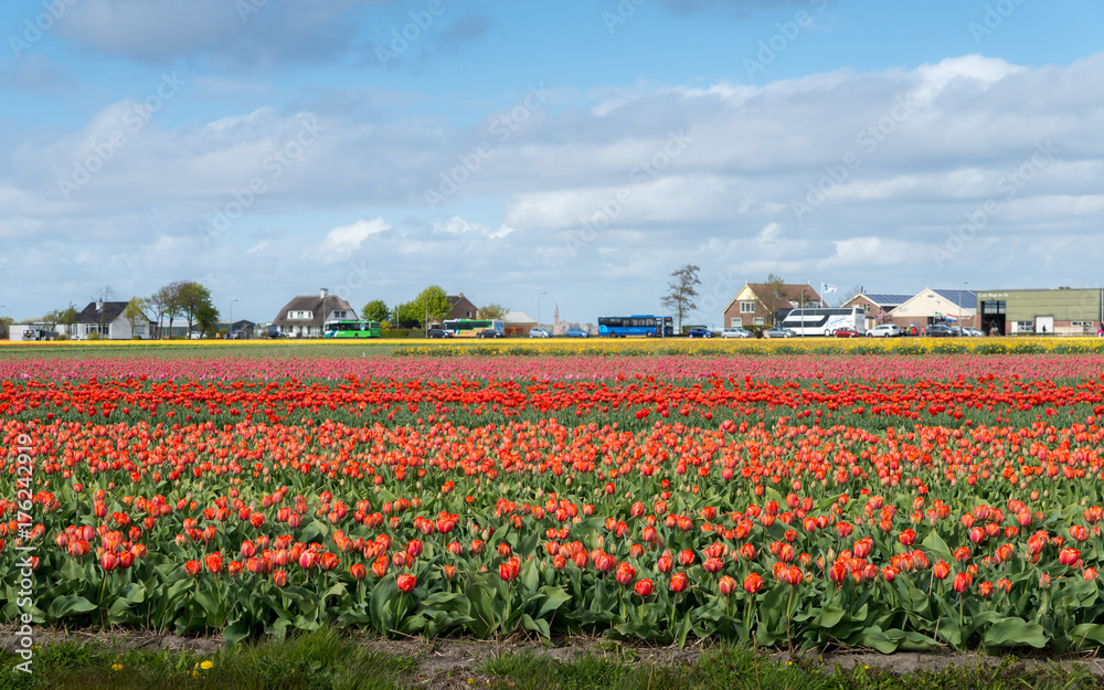 Keukenhof, also know as the Garden of Europe, is one of the world's largest flower gardens.