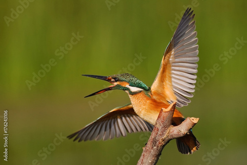 Kingfisher sitting on a stick with wings spread on a beautiful background © Tatiana
