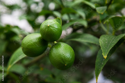 Tree with growing lime