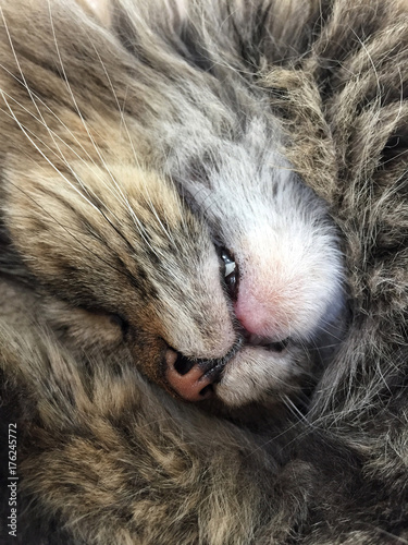 closeup face of a cat sleeping