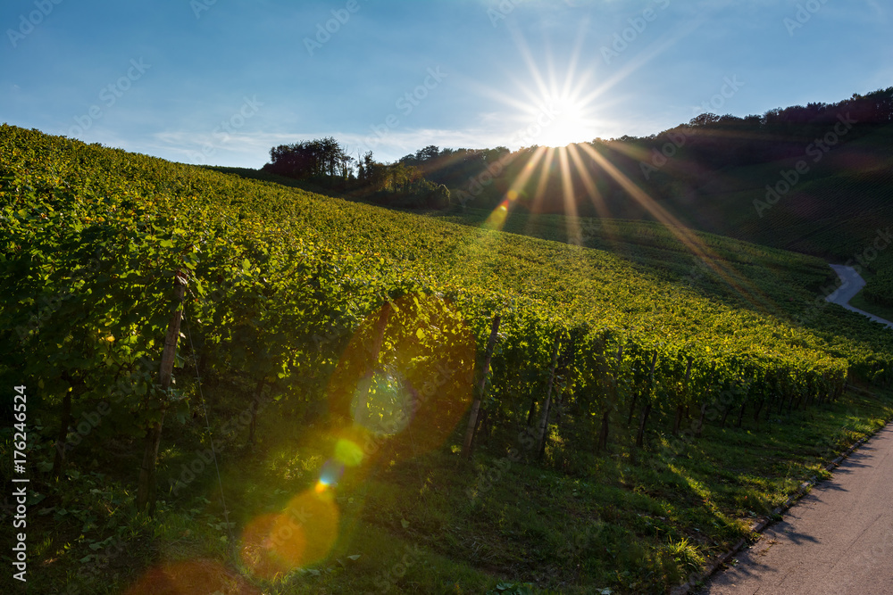 Obraz premium Vineyards in autumn. Autumnal landscape in the vineyards of Luxembourg at the Moselle on a sunny evening.