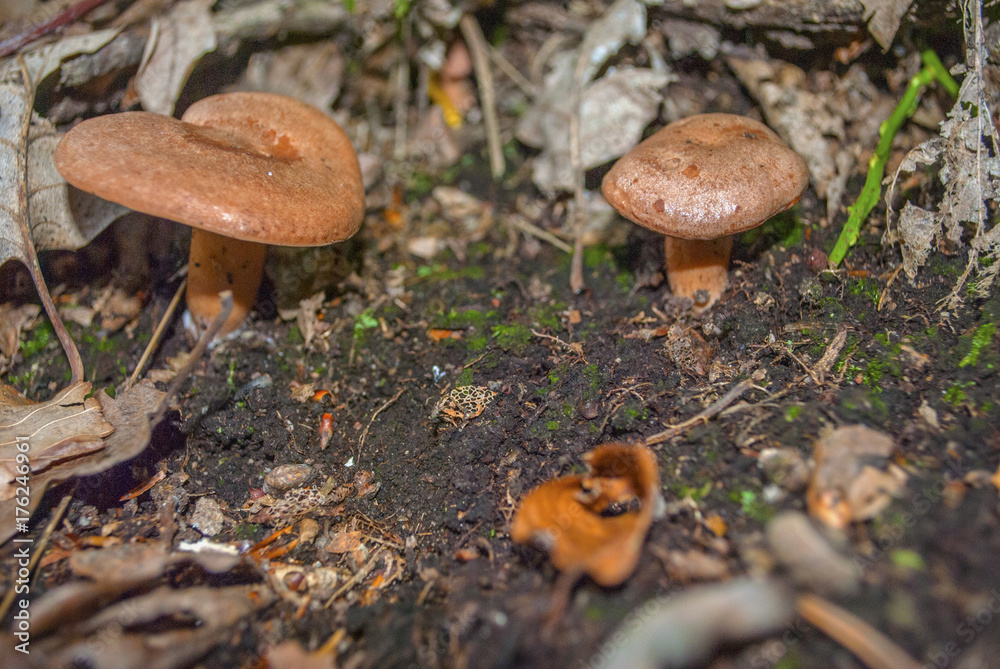Lactarius subdulcis, commonly known as the mild milkcap or beech milk cap