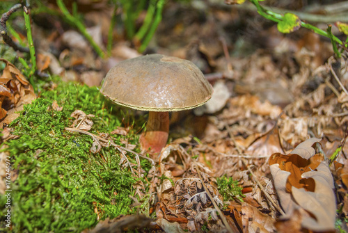 Xerocomellus chrysenteron, formerly known as Boletus chrysenteron or Xerocomus chrysenteron