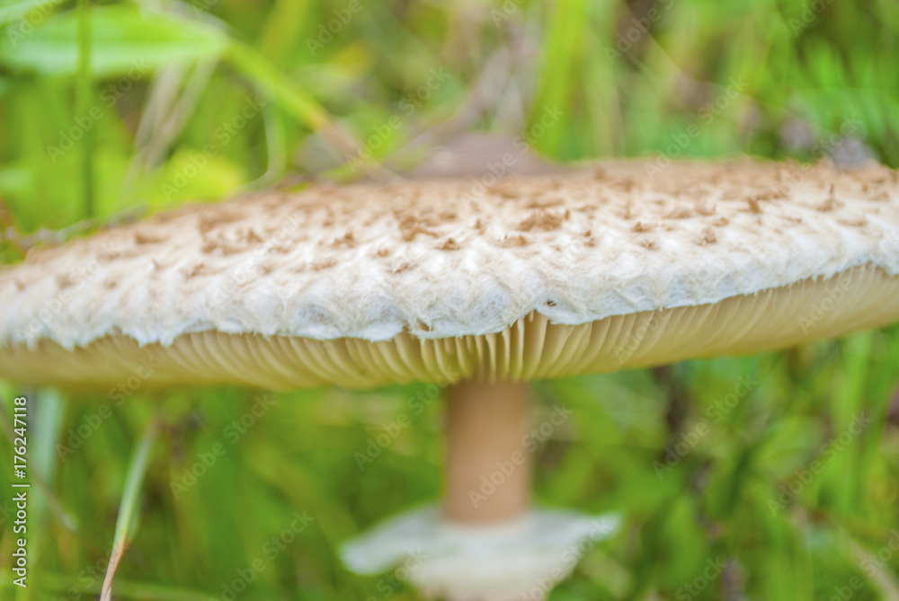 The parasol mushroom (Macrolepiota procera or Lepiota procera) in nature on green meadow closeup The parasol mushroom (Macrolepiota procera or Lepiota procera) in nature on green meadow closeup