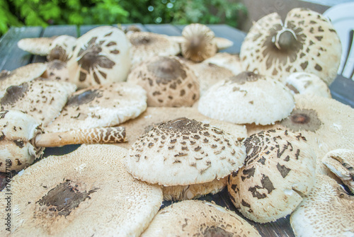 The parasol mushrooms (Macrolepiota procera or Lepiota procera) on table closeup
