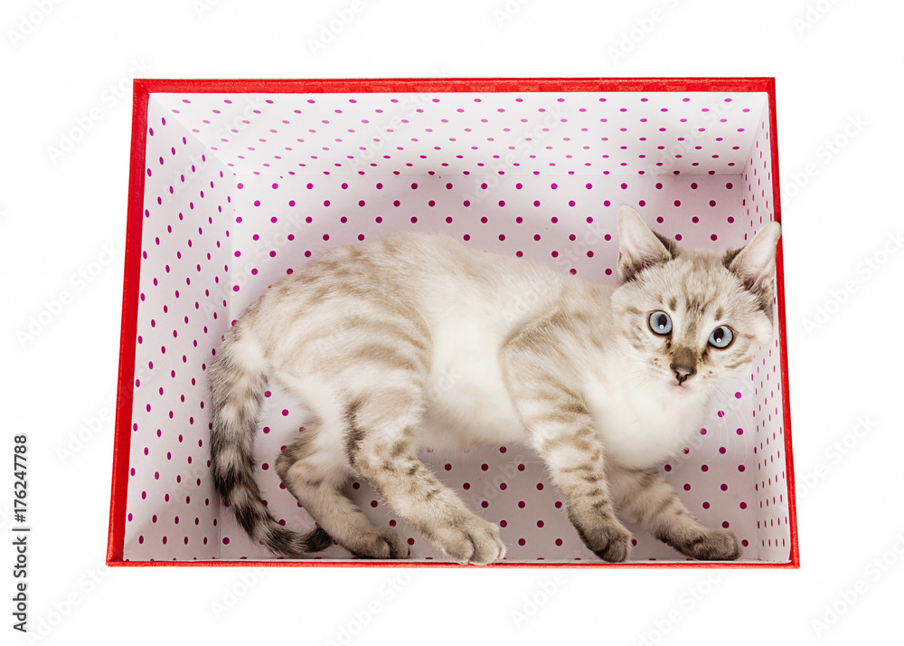 gattino bianco nella scatola rossa da regalo Stock Photo | Adobe Stock