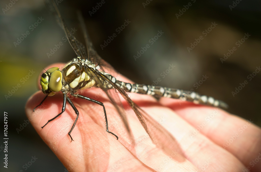 A live dragonfly sits on the man's arm