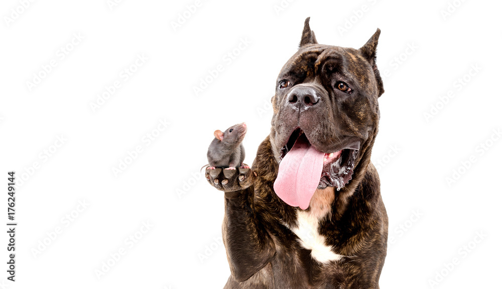 Portrait of the Cane Corso dog with a rat, who sits on his paw, isolated on white background
