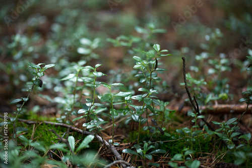 Green plants for your design