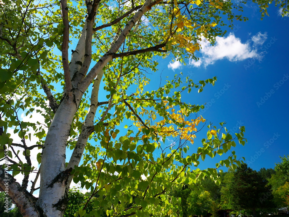 Obraz premium White birch and blue sky