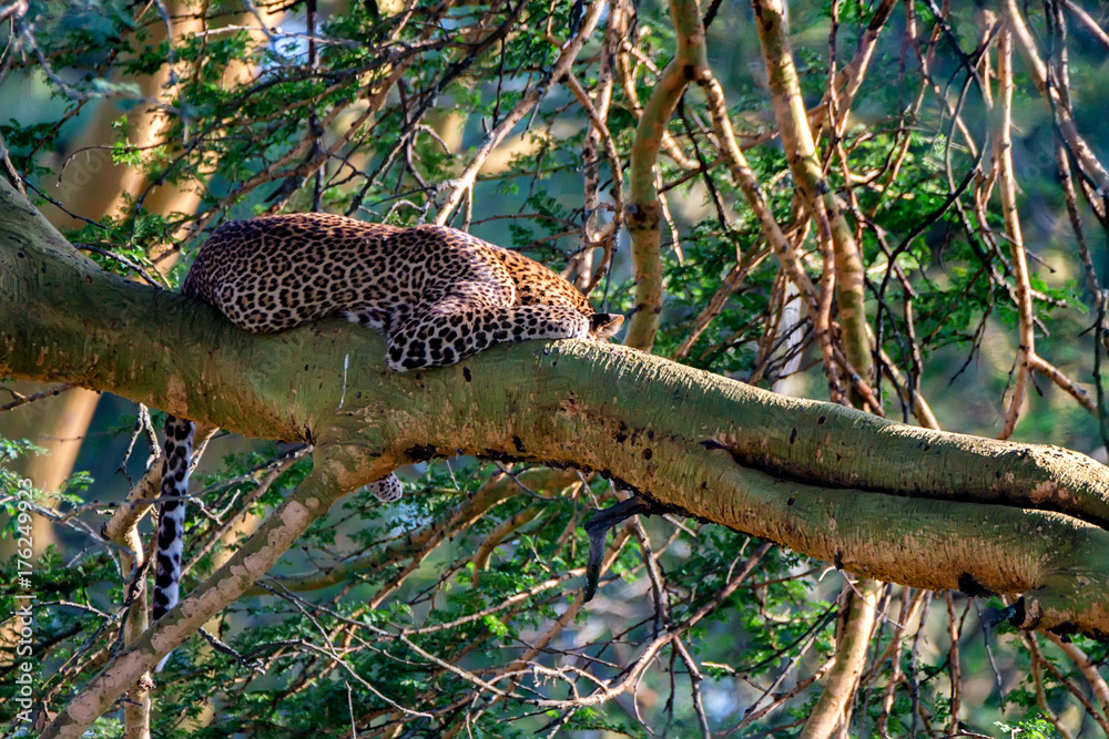 Fototapeta premium Sleeping leopard on a tree